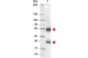 Western Blot of Alkaline Phosphatase conjugated Rabbit anti-Swine IgG antibody. (Rabbit anti-Pig IgG (Heavy & Light Chain) Antibody (Alkaline Phosphatase (AP)) - Preadsorbed)