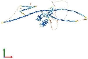 AlphaFold protein structure predicition of Mouse Recombinant Rpgrip1l Protein, UniprotID Q8CG73