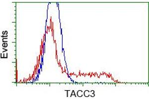 Image no. 7 for anti-Transforming, Acidic Coiled-Coil Containing Protein 3 (TACC3) antibody (ABIN1498097) (TACC3 antibody)