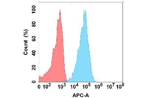 Flow cytometry analysis with Anti-CA on Expi293 cells transfected with human CA (Blue histogram) or Expi293 transfected with irrelevant protein (Red histogram). (CLEC9A antibody)