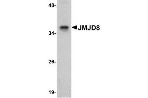Western Blotting (WB) image for anti-Jumonji Domain Containing 8 (JMJD8) (C-Term) antibody (ABIN1030457) (JMJD8 antibody  (C-Term))