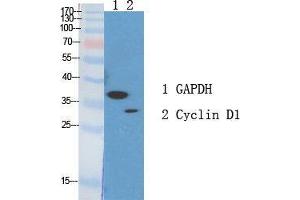 Western Blot (WB) analysis of specific cells using Cyclin D1 Polyclonal Antibody. (Cyclin D1 antibody  (Ser166))