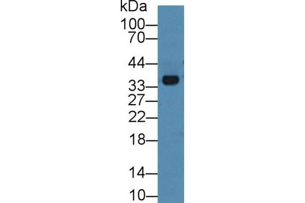 Annexin A3 antibody  (AA 26-160)