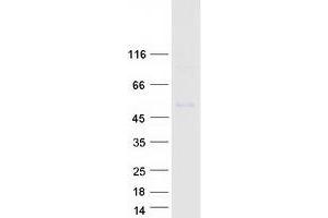 Validation with Western Blot (KCNJ6 Protein (Myc-DYKDDDDK Tag))