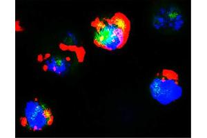 GFP+ hFCMR-transfected cells were stained with Goat F(ab’)2 Anti-Human IgM-PE (Goat anti-Human IgM Antibody (PE))