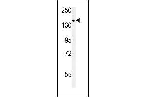 SD9 Antibody (C-term) (ABIN651896 and ABIN2840442) western blot analysis in MCF-7 cell line lysates (15 μg/lane).
