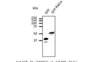 Anti-GFP Ab at 2/2,000 dilutio transfected 293HEK cell lysates at 100 µg p Iane, rabbit polyclonal to goat Iµg (HRP) 1/20,000 dilution. (GFP antibody)