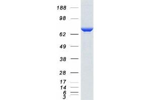 Western Blotting (WB) image for Heat Shock 70kDa Protein 8 (HSPA8) (Transcript Variant 1) protein (Myc-DYKDDDDK Tag) (ABIN2723109)