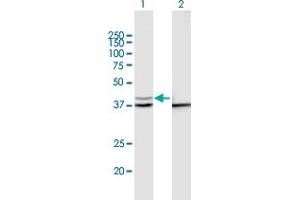 Western Blot analysis of PSMD13 expression in transfected 293T cell line by PSMD13 MaxPab polyclonal antibody. (PSMD13 antibody  (AA 1-376))