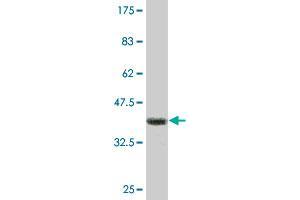 Western Blot detection against Immunogen (35. (CSDA antibody  (AA 241-330))