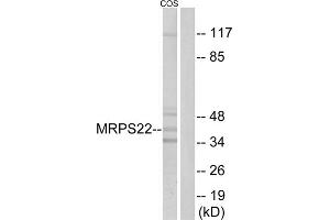 Western blot analysis of extracts from COS cells, using MRPS22 antibody. (MRPS22 antibody  (Internal Region))