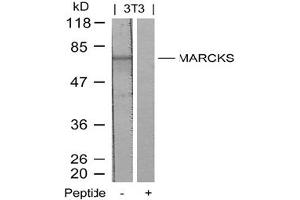 Image no. 2 for anti-Myristoylated Alanine-Rich Protein Kinase C Substrate (MARCKS) (Ser158) antibody (ABIN197561) (MARCKS antibody  (Ser158))