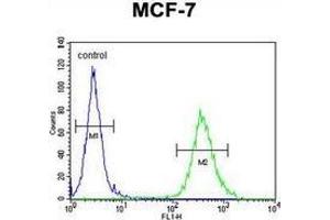 Flow cytometric analysis of MCF-7 cells (right histogram) compared to a negative control cell (left histogram) using CYB561D1 Antibody (C-term). (CYB561D1 antibody  (C-Term))