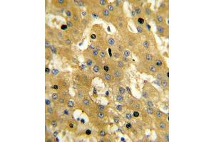 Immunohistochemistry (IHC) image for anti-Sterol Carrier Protein 2 (SCP2) antibody (ABIN3003846) (SCP2 antibody)