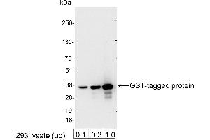 anti-Glutathione S Transferase (GST) antibody (HRP)