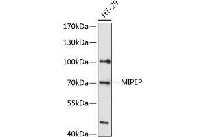 Western blot analysis of extracts of HT-29 cells, using MIPEP antibody  at 1:3000 dilution. (MIPEP antibody  (AA 504-713))
