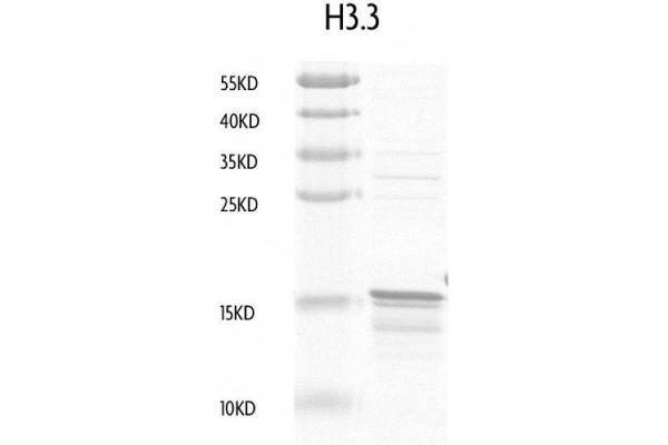Histone H3.3 Protein (full length)