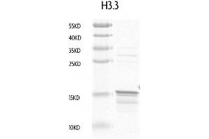 Recombinant Histone H3. (Histone H3.3 Protein (full length))