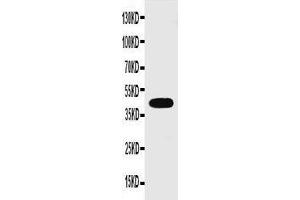 Anti-Connexin 43/GJA1 antibody,  Western blotting WB: Rat Heart Tissue Lysate (Connexin 43/GJA1 antibody  (C-Term))