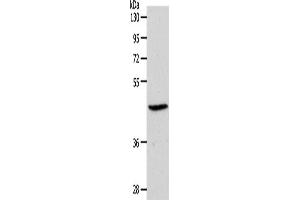 Western Blotting (WB) image for anti-Sphingosine-1-Phosphate Receptor 3 (S1PR3) antibody (ABIN2427003) (S1PR3 antibody)