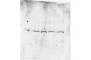 Western Blotting (WB) image for anti-BMI1 Polycomb Ring Finger Oncogene (BMI1) (C-Term) antibody (ABIN2778334)