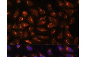 Immunofluorescence analysis of U-2 OS cells using CKMT1B Polyclonal Antibody at dilution of 1:100 (40x lens). (CKMT1B antibody)