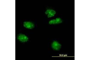 Image no. 2 for anti-Forkhead Box A2 (FOXA2) (AA 363-458) antibody (ABIN466039) (FOXA2 antibody  (AA 363-458))