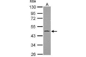 WB Image Sample (20 ug) A: HeLa nucleus 10% SDS PAGE antibody diluted at 1:1000 (OCT4 antibody)