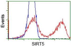 HEK293T cells transfected with either RC200189 overexpress plasmid (Red) or empty vector control plasmid (Blue) were immunostained by anti-SIRT5 antibody (ABIN2454846), and then analyzed by flow cytometry. (SIRT5 antibody)
