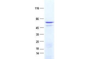 ZNF529 Protein (His tag)