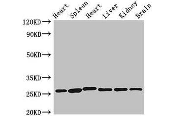 VEGFB antibody  (AA 22-207)
