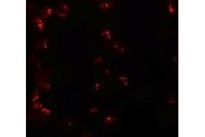 Immunofluorescence (IF) image for anti-Karyopherin alpha 6 (Importin alpha 7) (KPNA6) (N-Term) antibody (ABIN1031434)
