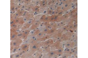 IHC-P analysis of Rat Tissue, with DAB staining. (Insulin antibody  (AA 25-110))