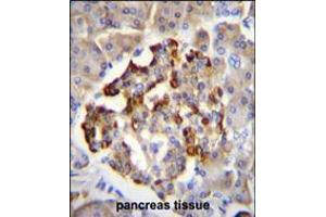 GAD2 Antibody immunohistochemistry analysis in formalin fixed and paraffin embedded human pancreas tissue followed by peroxidase conjugation of the secondary antibody and DAB staining.