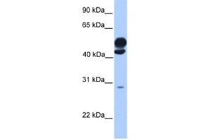 KLC3 antibody used at 1 ug/ml to detect target protein. (KLC3 antibody  (Middle Region))