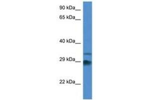 Image no. 1 for anti-Outer Dense Fiber of Sperm Tails 1 (ODF1) (AA 117-166) antibody (ABIN6746373)