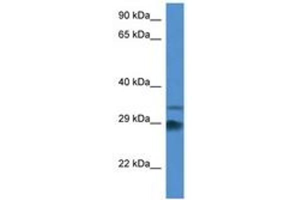 ODF1 antibody  (AA 117-166)