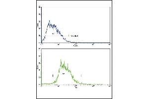 Flow cytometric analysis of HepG2 cells using SOX9 Antibody (bottom histogram) compared to a negative control cell (top histogram). (SOX9 antibody  (AA 231-260))