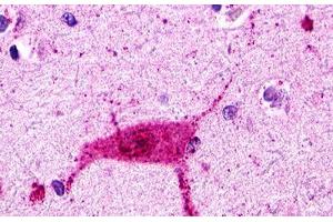 Image no. 1 for anti-Histamine Receptor H3 (HRH3) (Cytoplasmic Domain) antibody (ABIN1048962) (HRH3 antibody  (Cytoplasmic Domain))