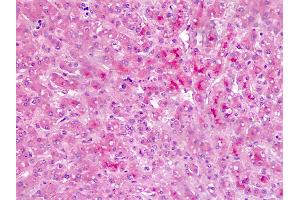 Anti-Bikunin / AMBP antibody IHC staining of human liver. (AMBP antibody  (AA 77-104))