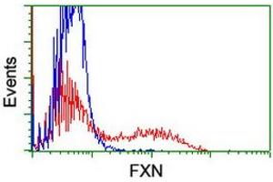 Image no. 2 for anti-Frataxin (FXN) antibody (ABIN1498335) (Frataxin antibody)