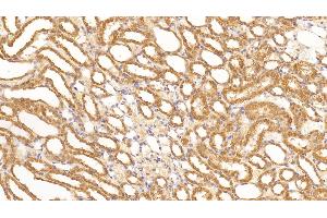 Detection of VEGFA in Rat Kidney Tissue using Monoclonal Antibody to Vascular Endothelial Growth Factor A (VEGFA)