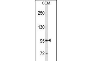 E/CD10 (ABIN1539806 and ABIN2843797) western blot analysis in CEM cell line lysates (35 μg/lane). (MME antibody  (AA 272-300))