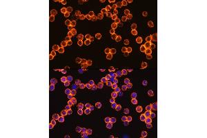 Immunofluorescence (IF) image for anti-Protein tyrosine Phosphatase, Receptor Type, C (PTPRC) (AA 1057-1306) antibody (ABIN6146454)