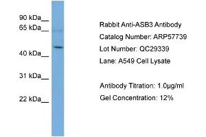 WB Suggested Anti-ASB3  Antibody Titration: 0. (ASB3 antibody  (Middle Region))