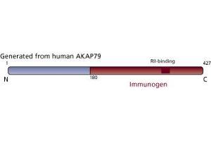 Image no. 3 for anti-A Kinase (PRKA) Anchor Protein 5 (AKAP5) (AA 180-427) antibody (ABIN967900) (AKAP5 antibody  (AA 180-427))