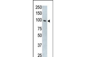 Antibody is used in Western blot to detect TLR5 in HL60 cell lysate. (TLR5 antibody  (N-Term))