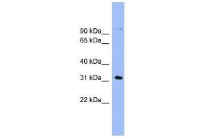 LRRC52 antibody used at 1 ug/ml to detect target protein. (LRRC52 antibody  (N-Term))