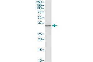 ANXA3 MaxPab rabbit polyclonal antibody. (Annexin A3 antibody  (AA 1-323))