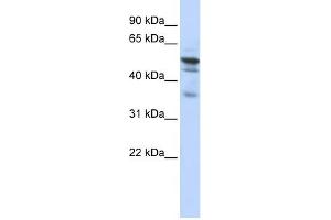 WB Suggested Anti-NMT1 Antibody Titration:  0. (NMT1 antibody  (N-Term))